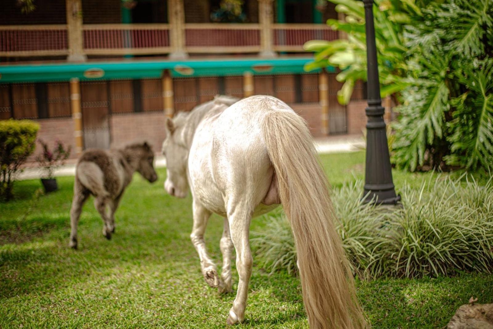 Calarcá Finca Hotel El Diamante מראה חיצוני תמונה